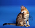/album/amina/a4-bengal-katzen-amina-beauty-cat-faith-jpg/